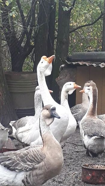 VideoCapture_20191121-000005 - A Gaste chinezesti si africane 2018-2019