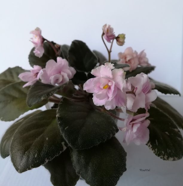  - Wrangler_s Jealous Heart