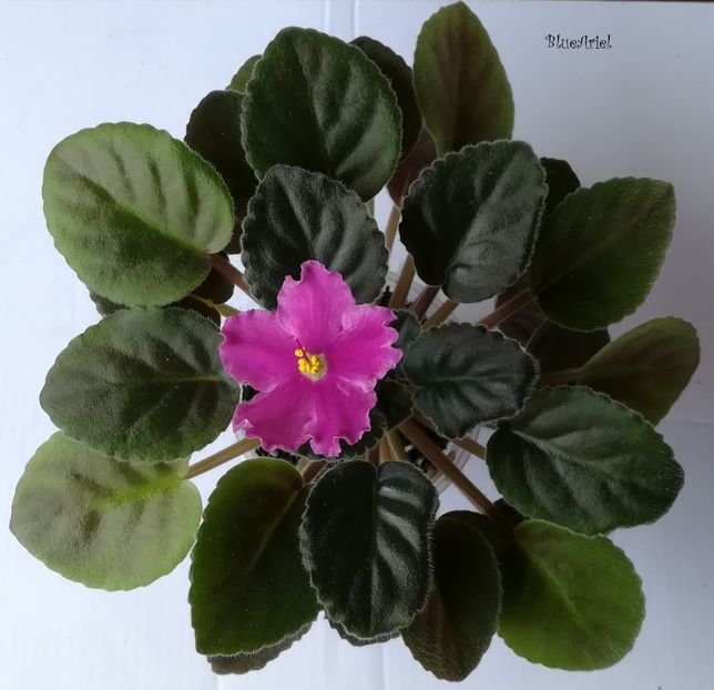 2019 - Rebel_s Carnation Splash