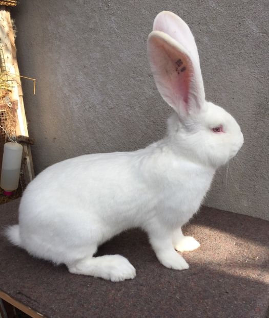 DF648CEB-C8E5-4FA8-BB01-112FBF7D96DE - RO 8-4910