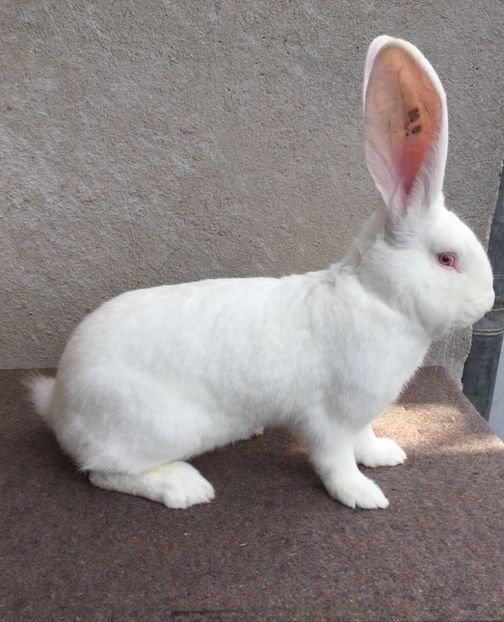 D42D781A-561A-4E4C-B041-BEA30331A589 - RO 8-4910