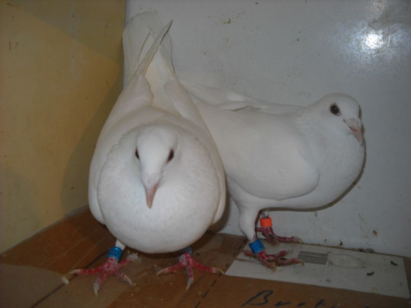  - PORUMBEI VANDUTI 2