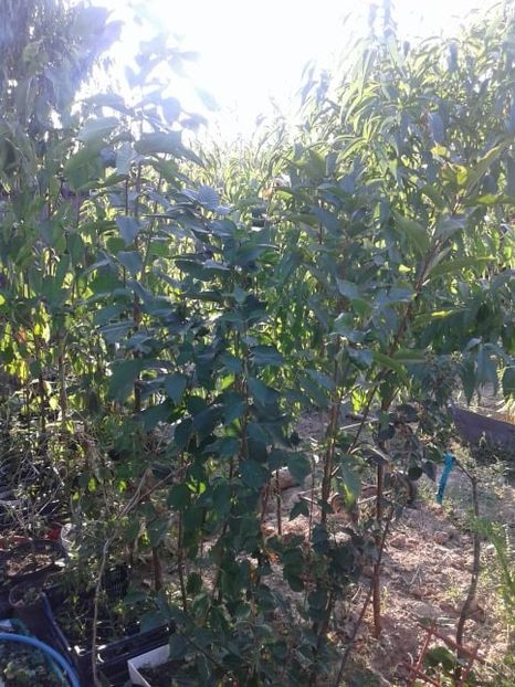 epuizat cires amar negru salbatic diverse inaltimi - w Produse livrate