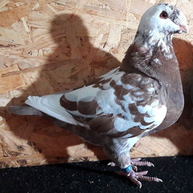  - 3---AGH DAȚI 2019 - 2025