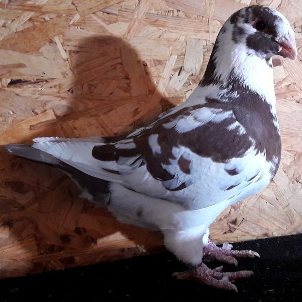  - 3---AGH DAȚI 2019 - 2025