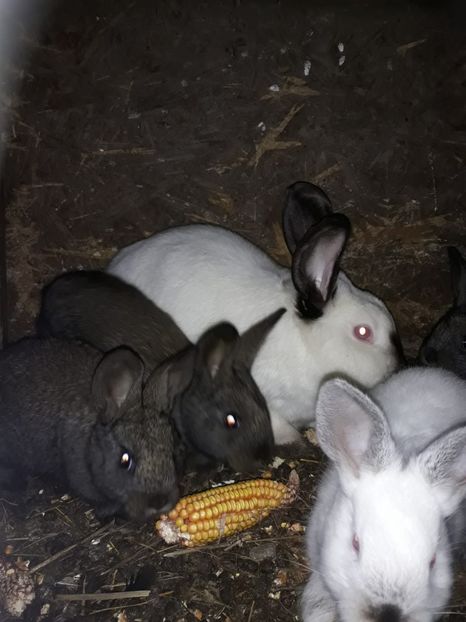 IMG-20191117-WA0000 - De vinzare