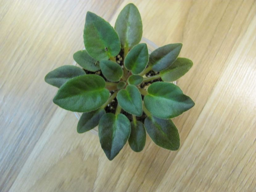  - Lik-Gusinniye Lapky