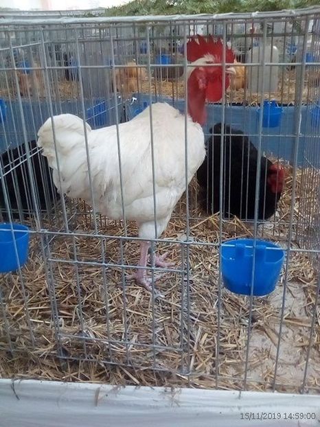 WhatsApp Image 2019-11-17 at 8.46.31 AM (2) - 30---expozitie Sannicolau Mare 15 17 11 2019