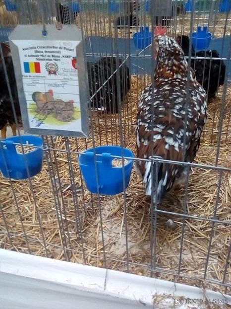 WhatsApp Image 2019-11-17 at 8.46.31 AM - 30---expozitie Sannicolau Mare 15 17 11 2019