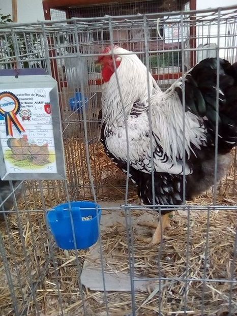 WhatsApp Image 2019-11-17 at 8.46.32 AM (1) - 30---expozitie Sannicolau Mare 15 17 11 2019