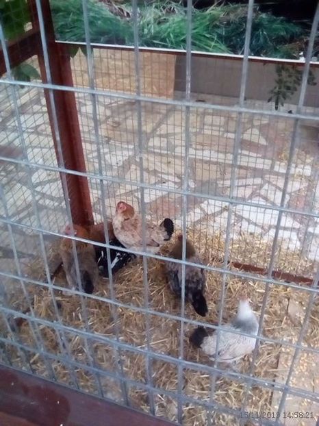 WhatsApp Image 2019-11-17 at 8.46.32 AM - 30---expozitie Sannicolau Mare 15 17 11 2019