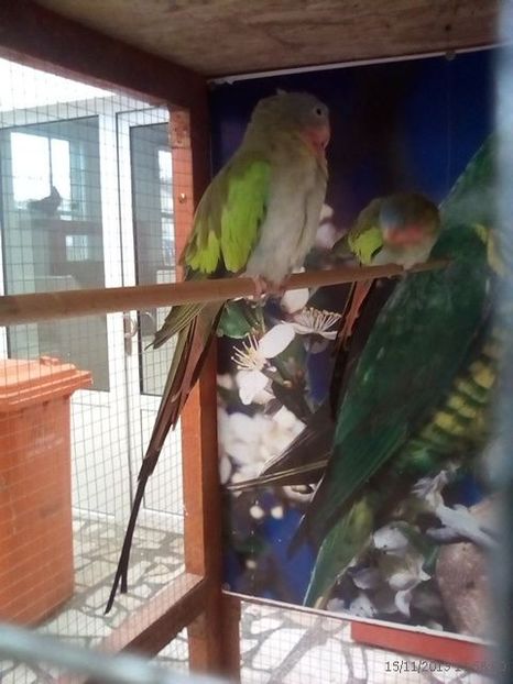 WhatsApp Image 2019-11-17 at 8.46.33 AM (1) - 30---expozitie Sannicolau Mare 15 17 11 2019