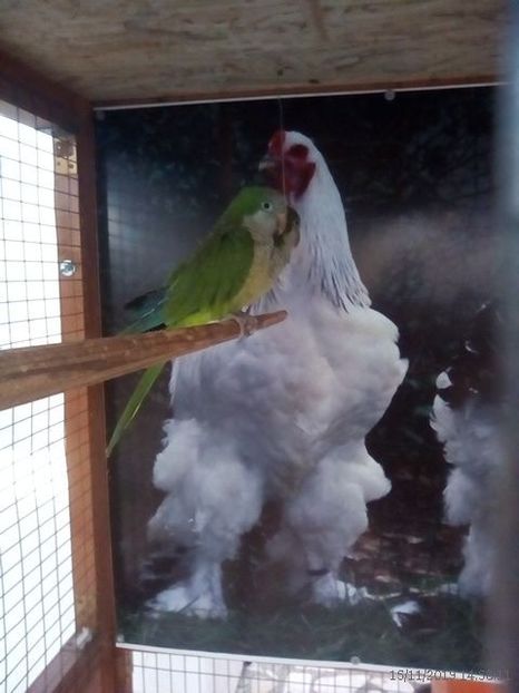 WhatsApp Image 2019-11-17 at 8.46.33 AM (2) - 30---expozitie Sannicolau Mare 15 17 11 2019