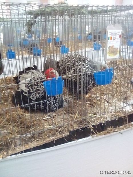 WhatsApp Image 2019-11-17 at 8.46.34 AM (1) - 30---expozitie Sannicolau Mare 15 17 11 2019