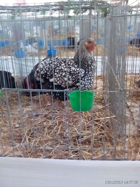 WhatsApp Image 2019-11-17 at 8.46.34 AM - 30---expozitie Sannicolau Mare 15 17 11 2019