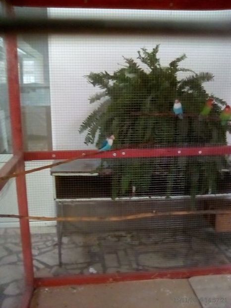 WhatsApp Image 2019-11-17 at 8.47.24 AM (1) - 30---expozitie Sannicolau Mare 15 17 11 2019