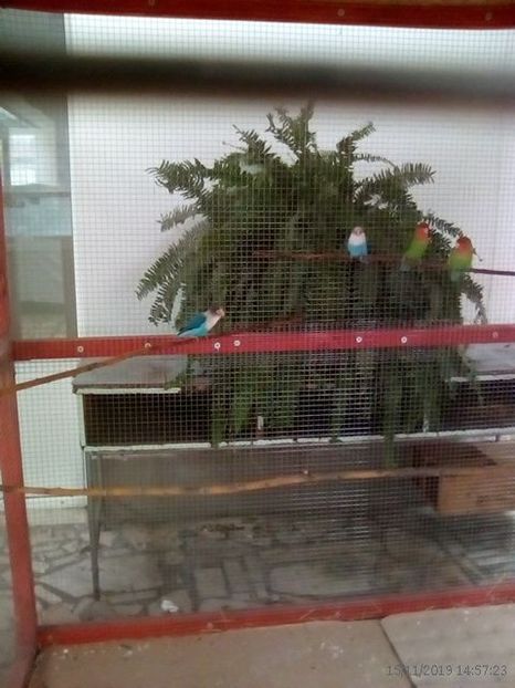 WhatsApp Image 2019-11-17 at 8.47.24 AM (2) - 30---expozitie Sannicolau Mare 15 17 11 2019