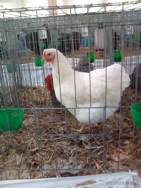 WhatsApp Image 2019-11-17 at 8.47.25 AM (2) - 30---expozitie Sannicolau Mare 15 17 11 2019