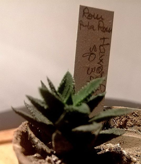  - 15-10-019 - Haworthia sp 3433
