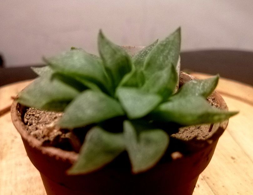  - 16-10-019 - Haworthia turgida var palida