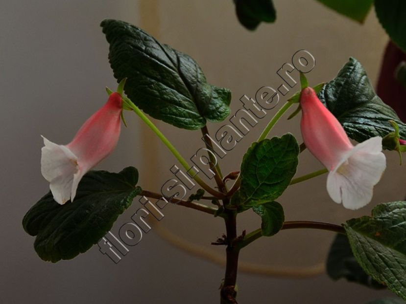 Sinningia Lucis Pink Coral - GLOXINIA_SINNINGIA - Hibrizii mei -My hybrids