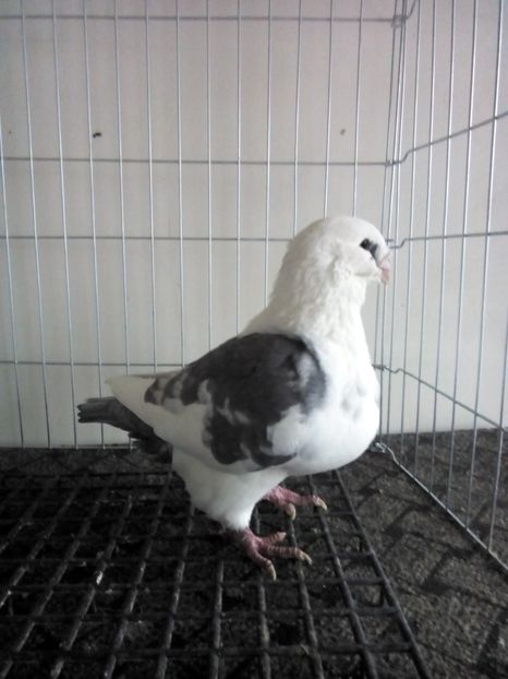  - Americani 0720214627 Ploiesti