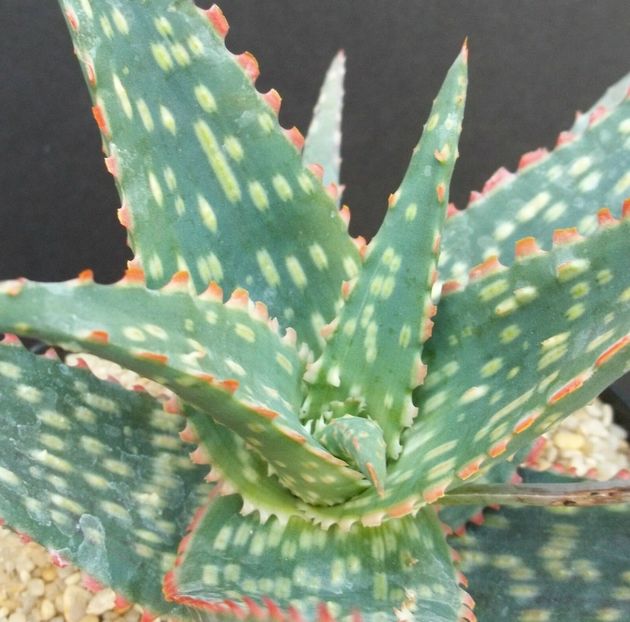  - Vanzare Suculente Cactusi Gasteria Haworthia Aloe