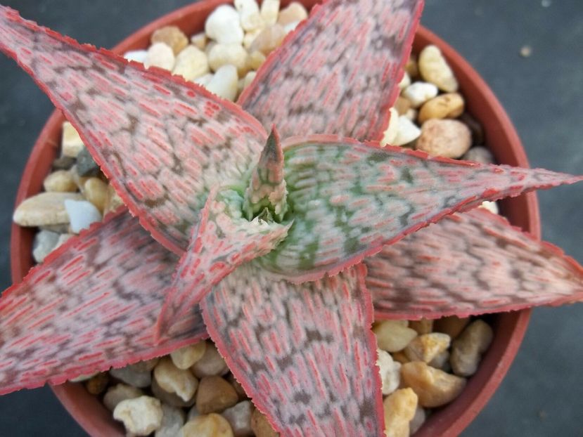  - Vanzare Suculente Cactusi Gasteria Haworthia Aloe