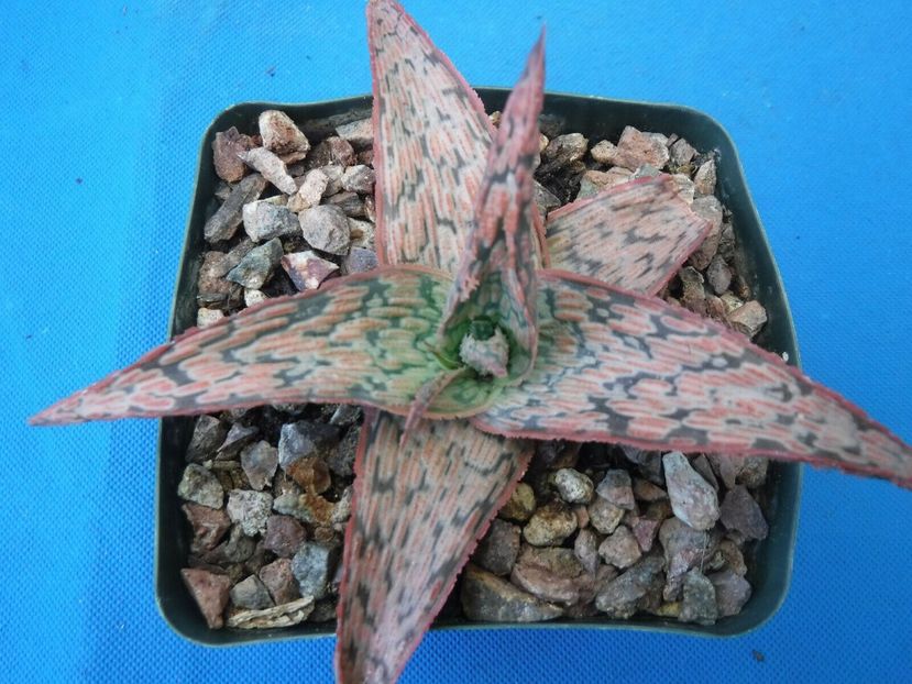  - Vanzare Suculente Cactusi Gasteria Haworthia Aloe