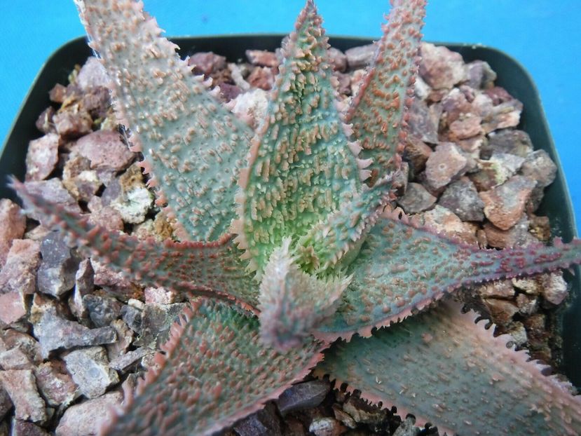  - Vanzare Suculente Cactusi Gasteria Haworthia Aloe