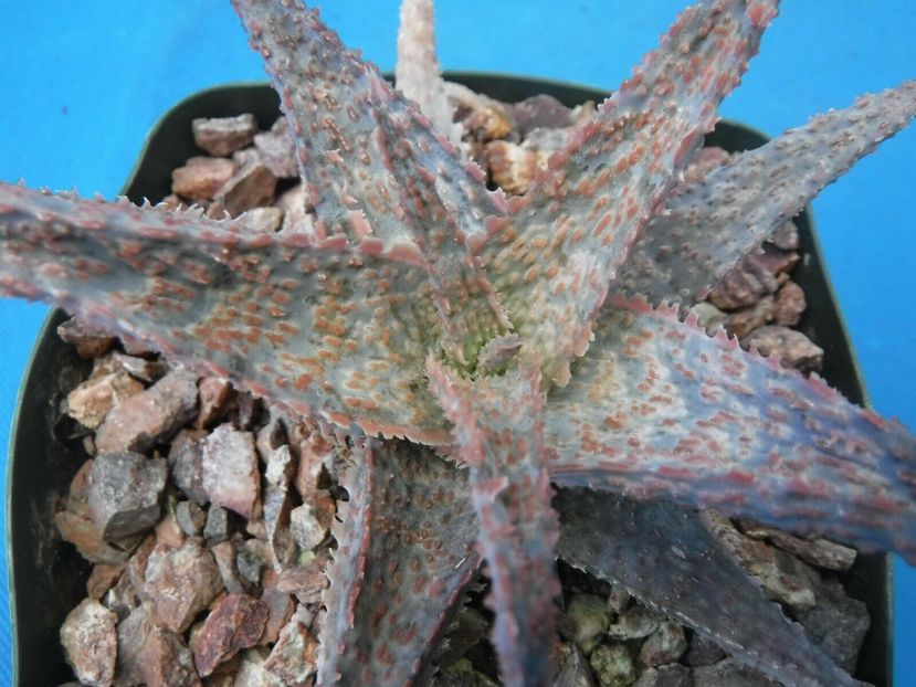  - Vanzare Suculente Cactusi Gasteria Haworthia Aloe