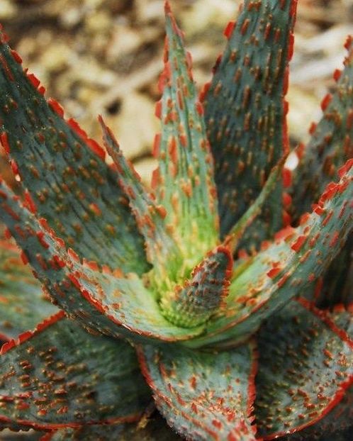  - Vanzare Suculente Cactusi Gasteria Haworthia Aloe