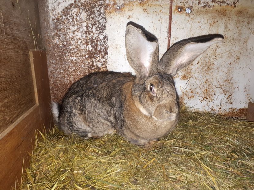  - FEMELA UGG 1- IANUARIE 2018