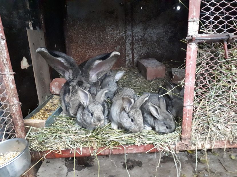  - FEMELA 2 UGG - IANUARIE 2018