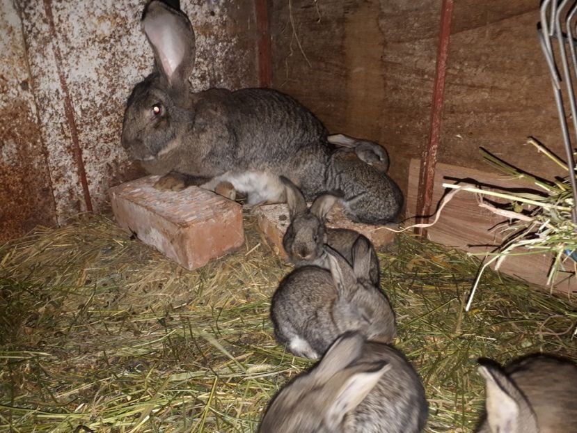  - FEMELA 2 UGG - IANUARIE 2018