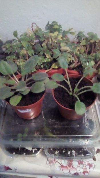 Cele mai noi plantute intrate in colectia mea, azi: RS African Violets Alan-s White Feather si Rs-Da - 2 NOUTATI în colecția mea - 2018 -2019