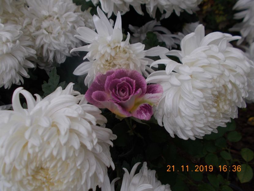  - TRANDAFIRI 2019-2