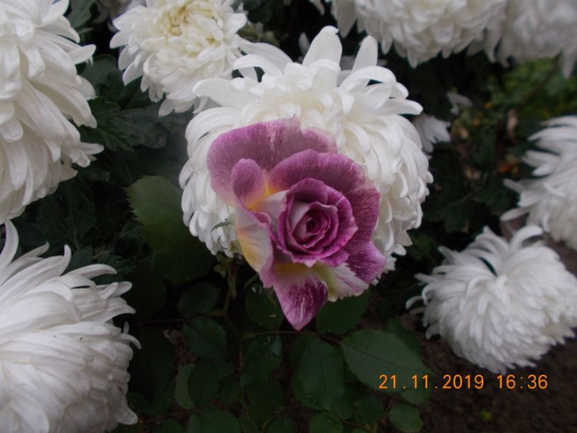  - TRANDAFIRI 2019-2