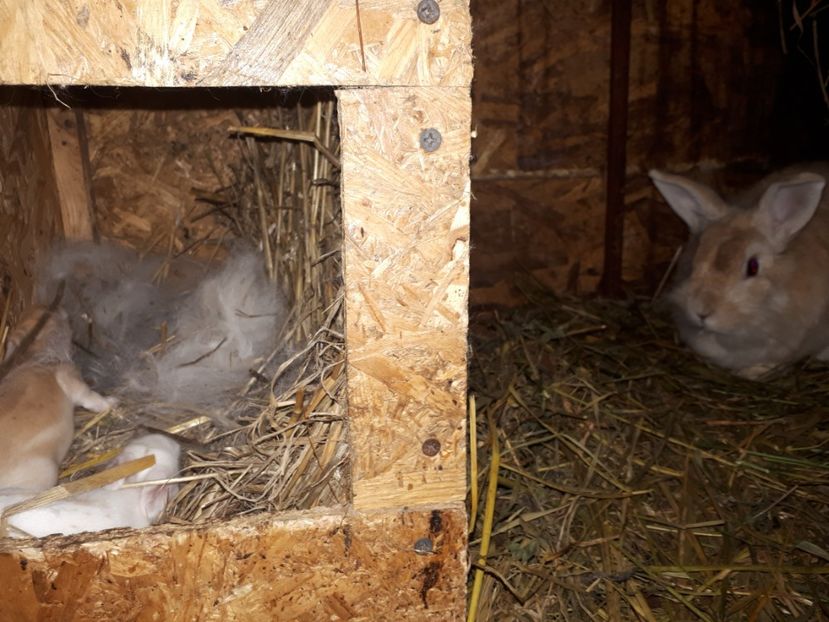  - IEPURI CAP DE LEU - DIFERITE CULORI- PUI SI ADULTI DE VANZARE