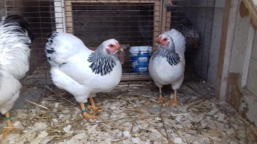  - WYANDOTTE COLUMBIA ALB-NEGRU PITIC