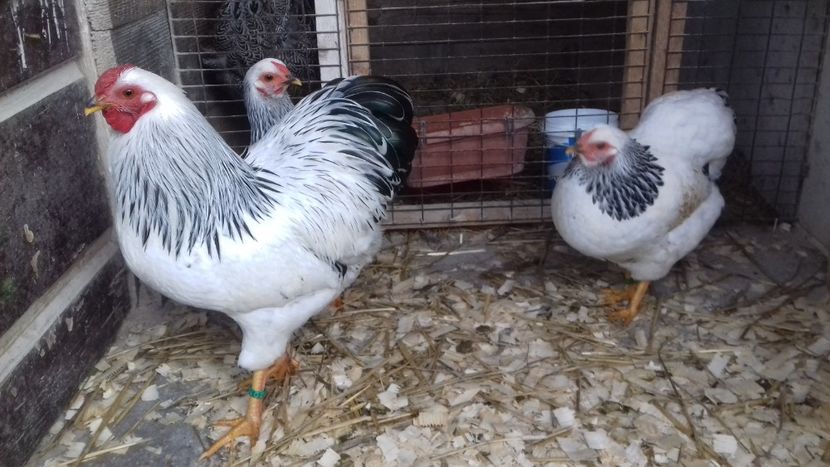  - WYANDOTTE COLUMBIA ALB-NEGRU PITIC