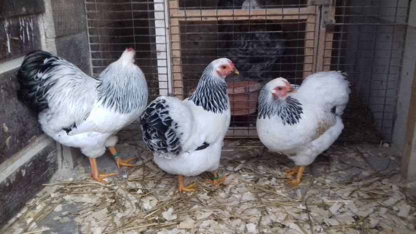  - WYANDOTTE COLUMBIA ALB-NEGRU PITIC