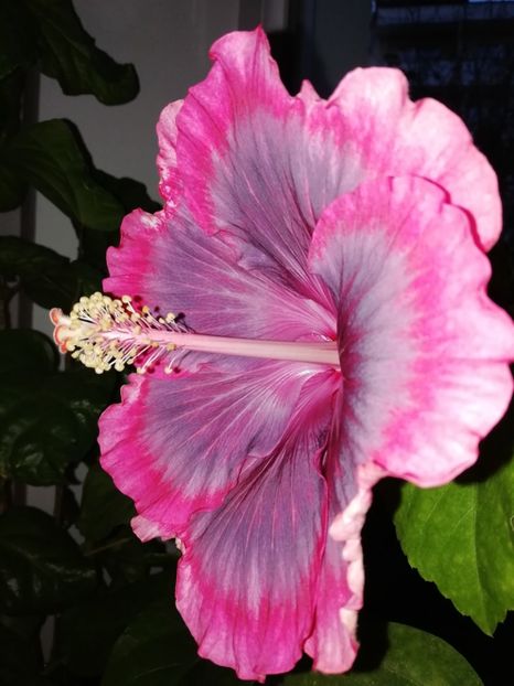 22.11.2019 - Purple Pashmina