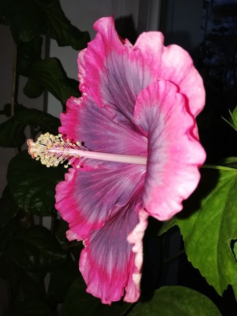 ora 8 - Purple Pashmina