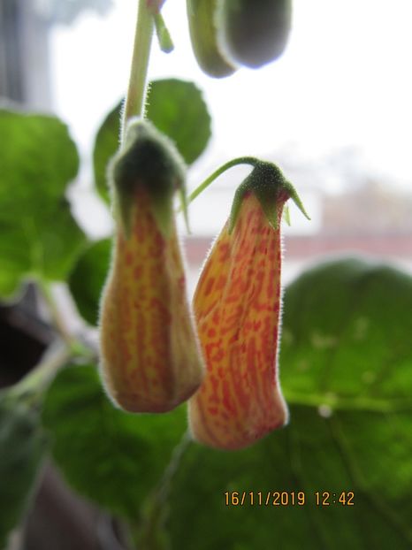  - ACHIMENES 2020 - VANZARI HIBRIZI