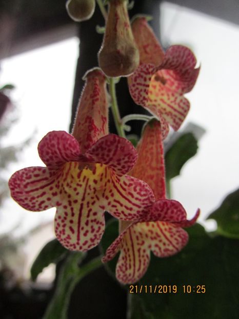 Smithiantha RF's Brigitte - ACHIMENES 2020 - VANZARI HIBRIZI