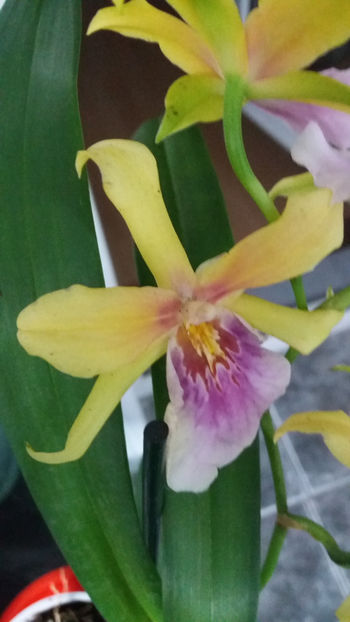 miltonia sunset - Orhidee_4_simpodiale cu pseudobulbi