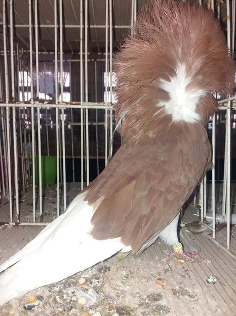 M st 2018 - Porumbei Gulerati