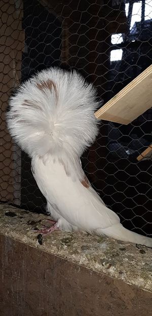 M st Campion Nojorid - Porumbei Gulerati