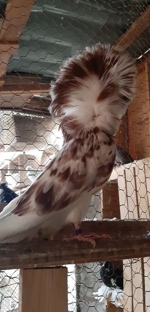 M st  Pui 2019 - Porumbei Gulerati